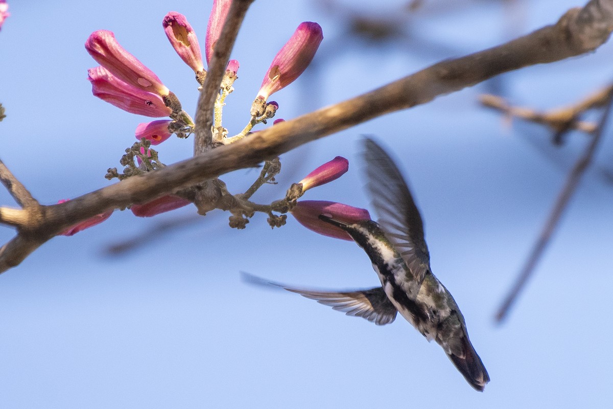 kolibřík tropický - ML333186381
