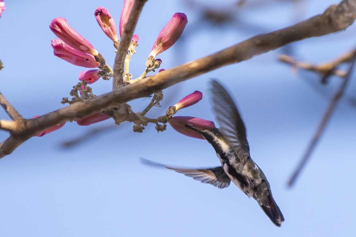 Black-throated Mango - ML333186381