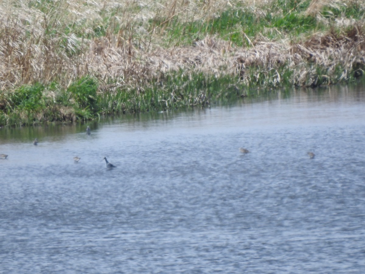 Greater Yellowlegs - ML333186831