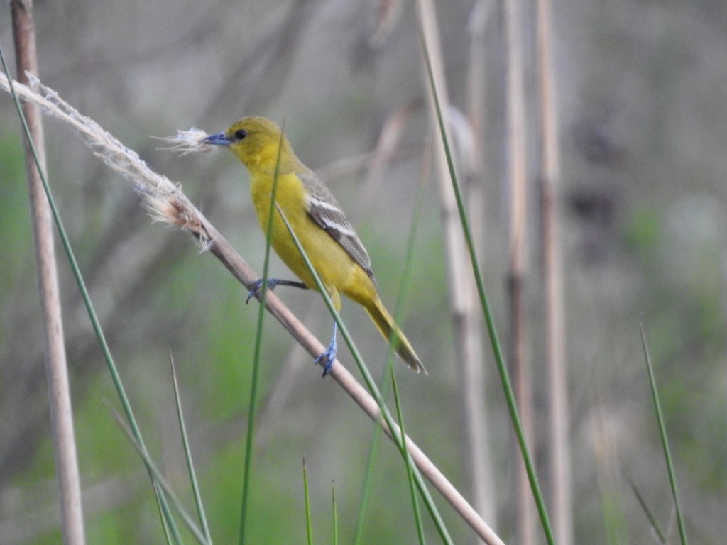 Orchard Oriole - ML333186861