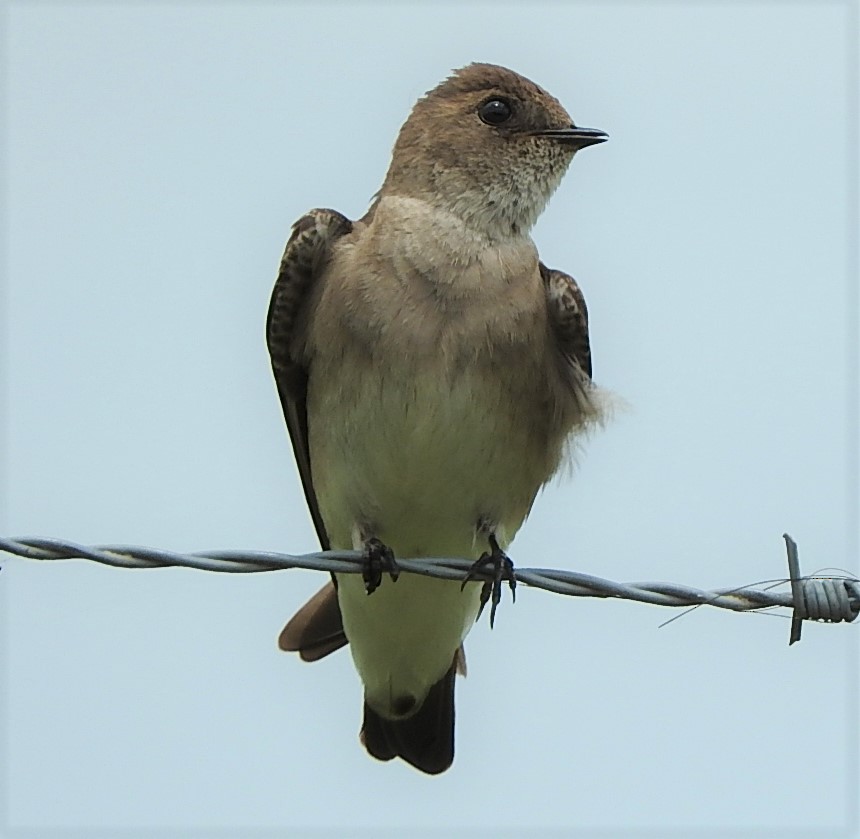 Northern Rough-winged Swallow - ML333187601