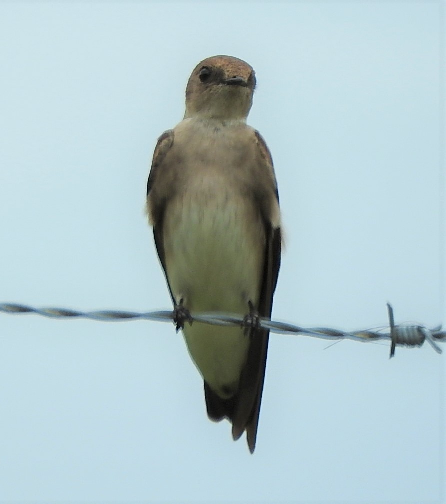 Northern Rough-winged Swallow - ML333187711