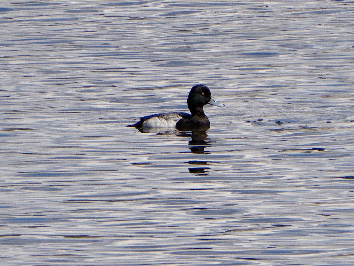 Lesser Scaup - ML333187871