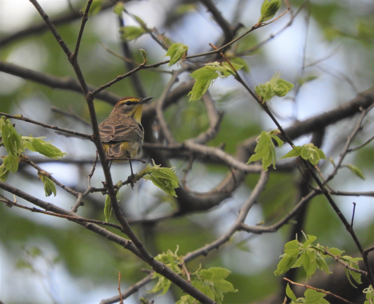 Palm Warbler - ML333190531