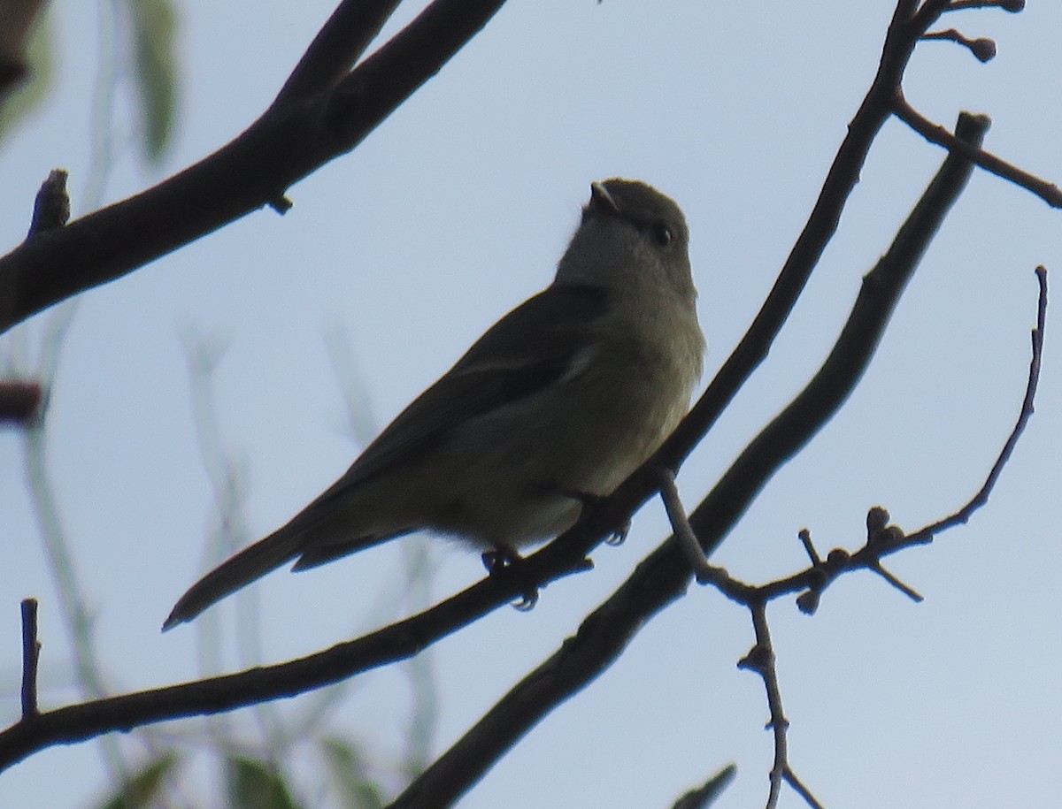 Golden Whistler - ML333191491