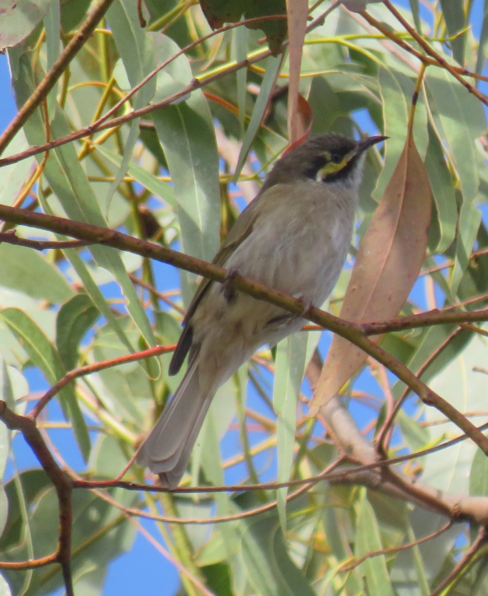 Yellow-faced Honeyeater - ML333191531