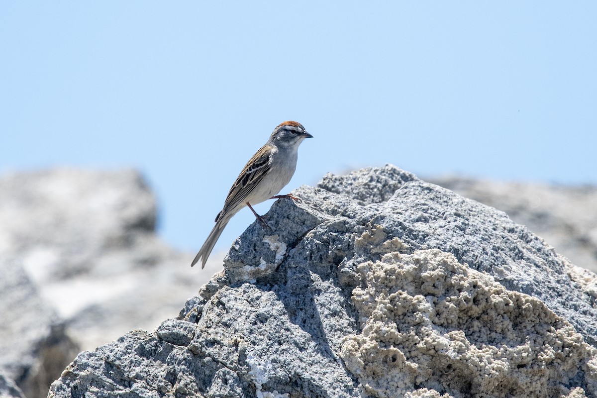 Chipping Sparrow - ML333191741