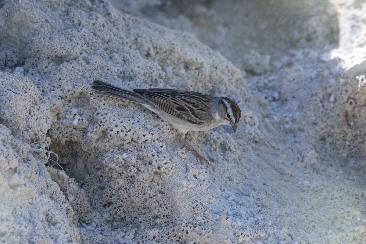Chipping Sparrow - ML333191761