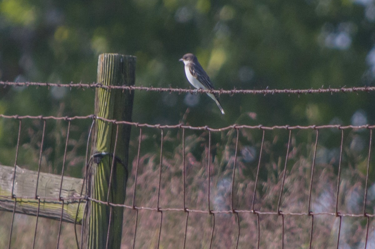 Eastern Kingbird - ML33319271