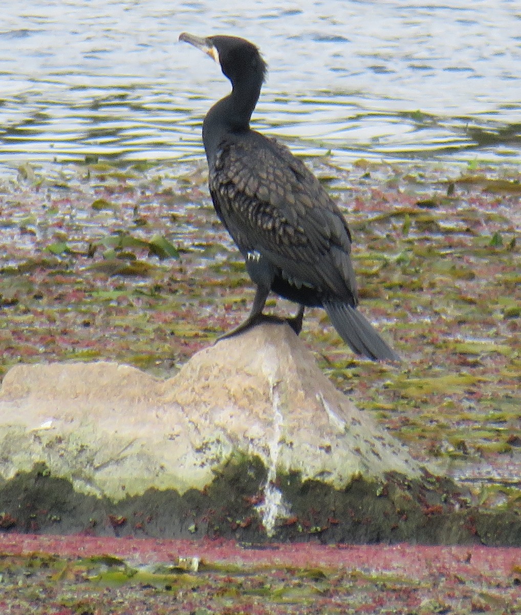 Great Cormorant - ML333193111