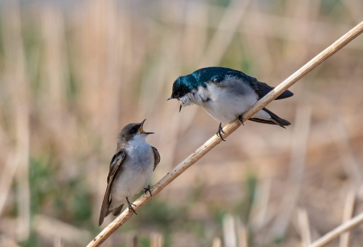 Tree Swallow - ML333193381