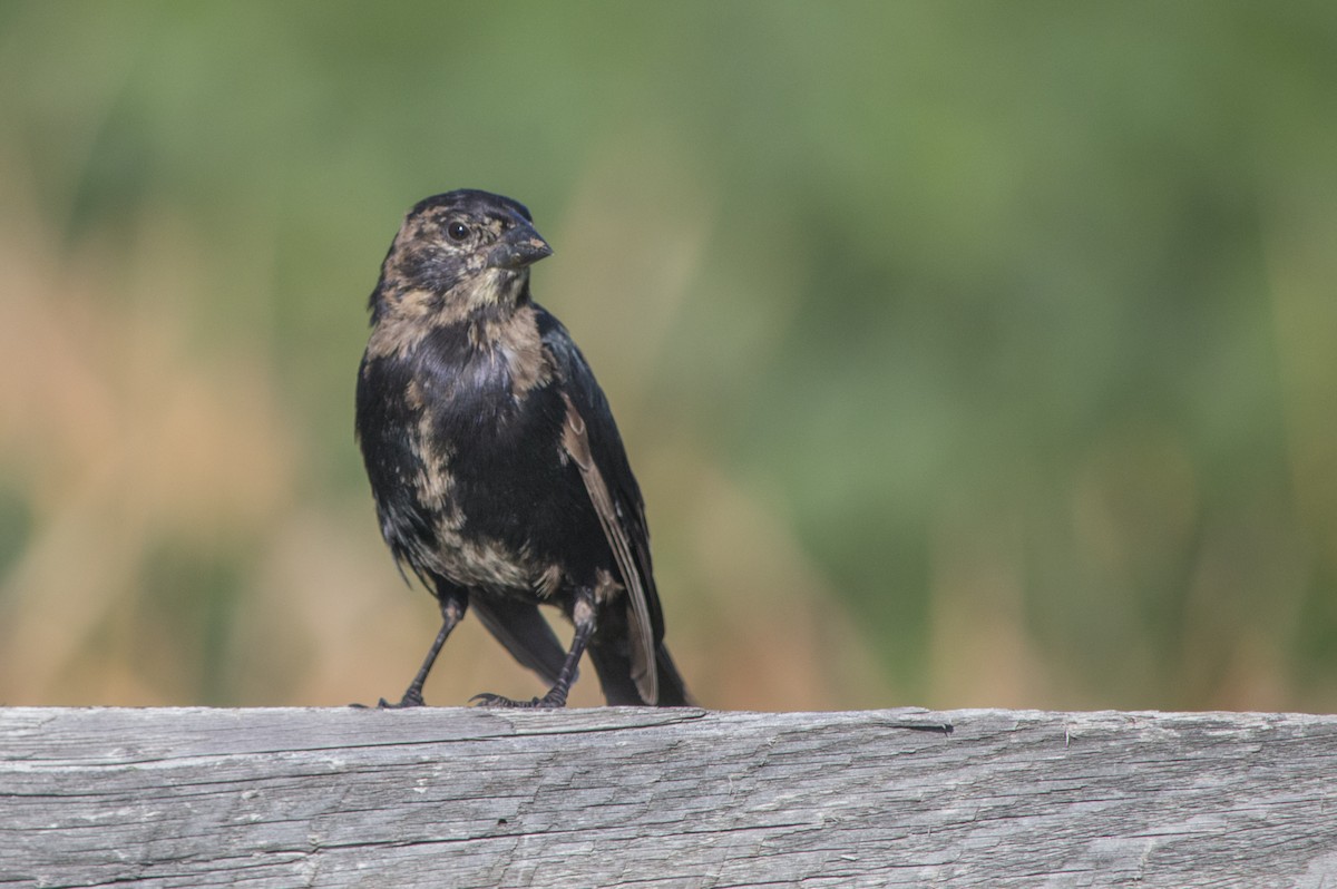 Brown-headed Cowbird - Linda Lewis