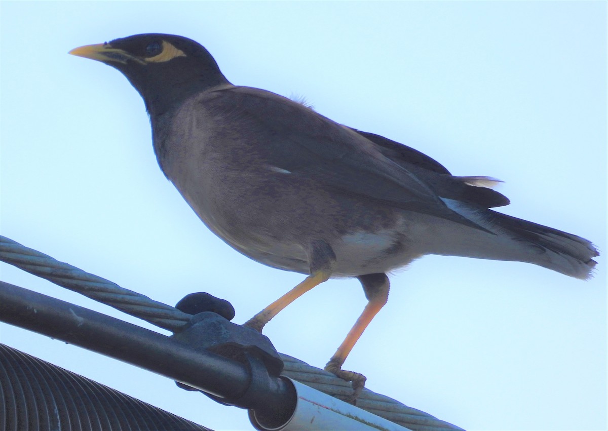 Common Myna - ML333193741