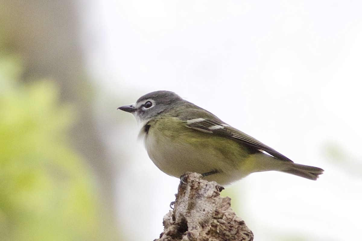 Mavi Başlı Vireo - ML333195911