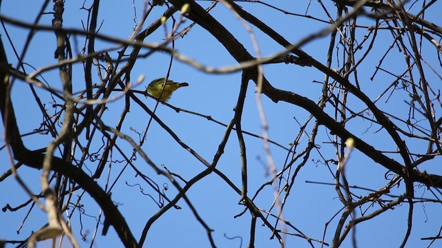 Kentucky Warbler - ML333196691