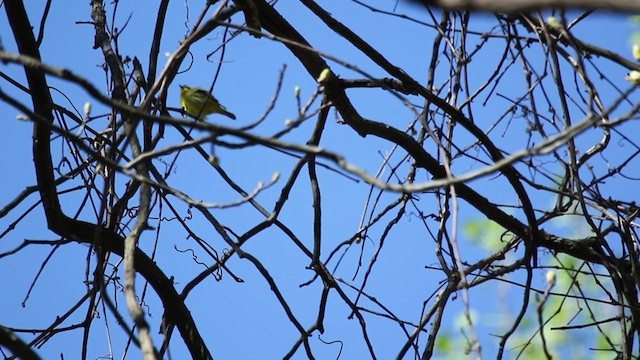 Kentucky Warbler - ML333196721