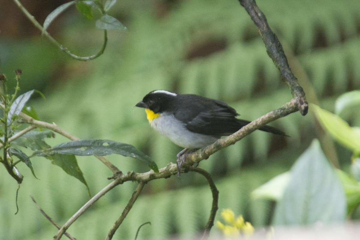 White-naped Brushfinch - ML333197471