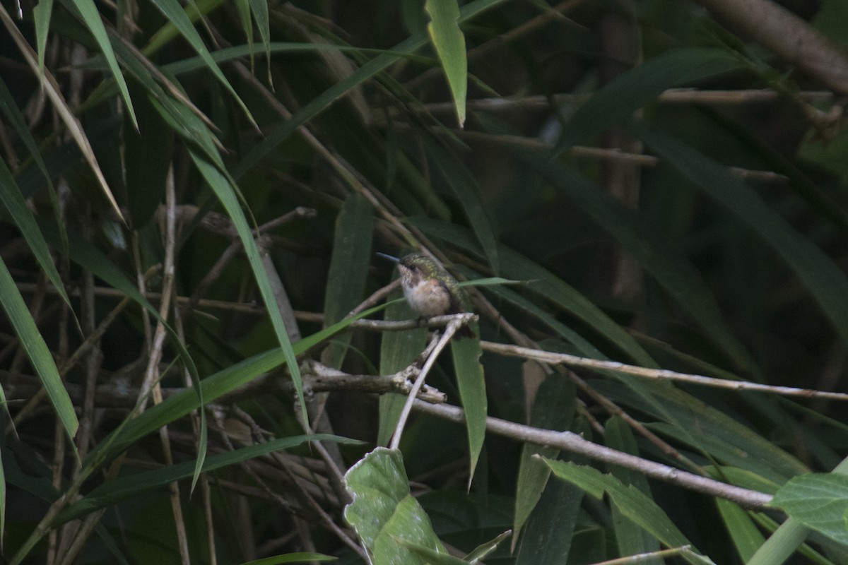 Colibri scintillant - ML333198871