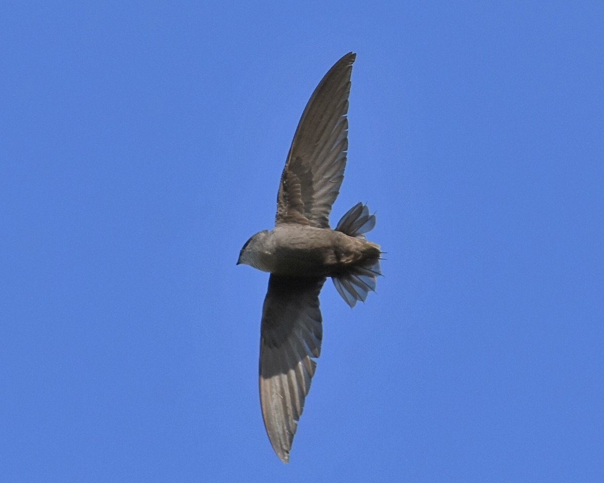 Chimney Swift - Brian Hicks