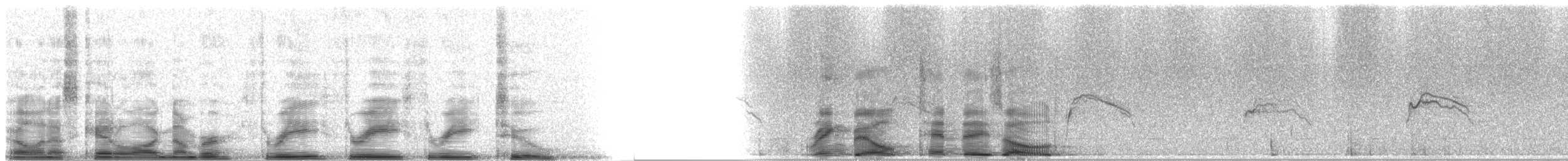 racek kroužkozobý - ML3332