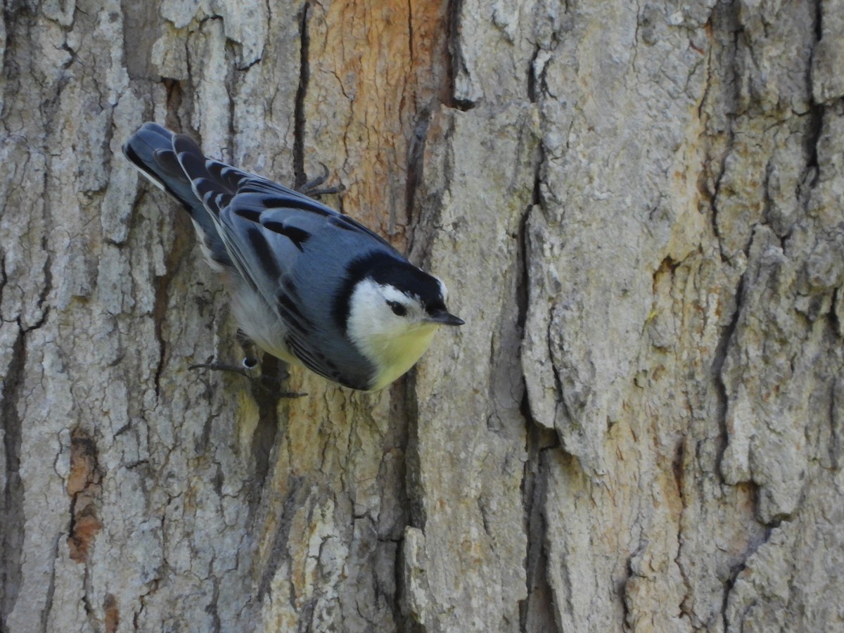 White-breasted Nuthatch - ML333200691