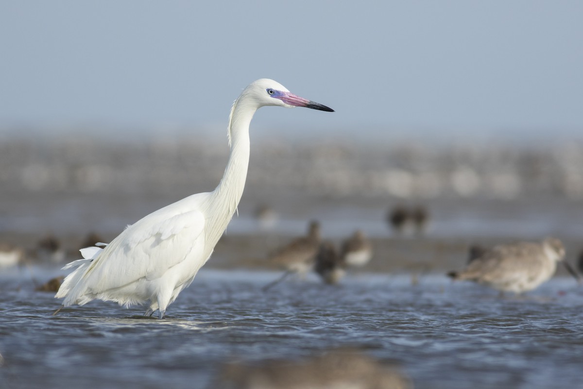 Reddish Egret - ML333201001