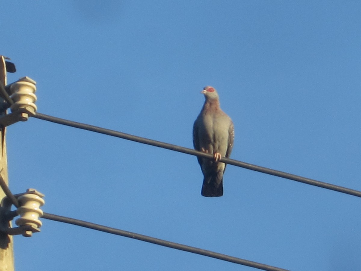 Speckled Pigeon - ML33320131