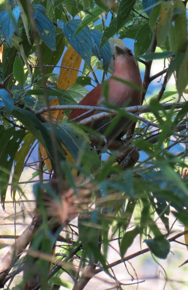 Squirrel Cuckoo - ML333203531