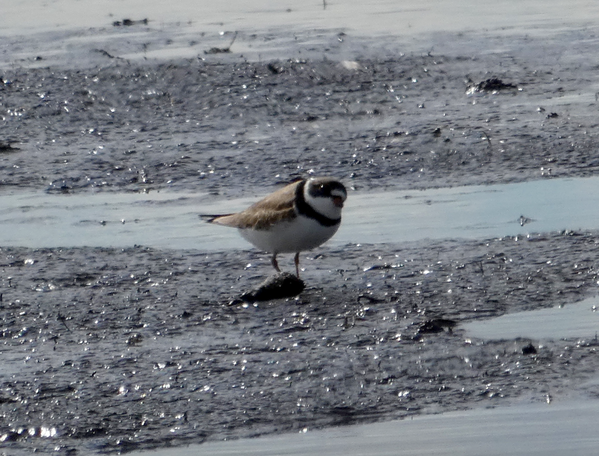 Semipalmated Plover - ML333207931