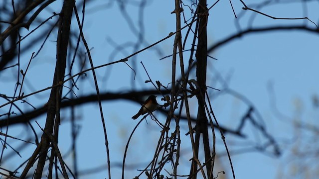 American Redstart - ML333209401