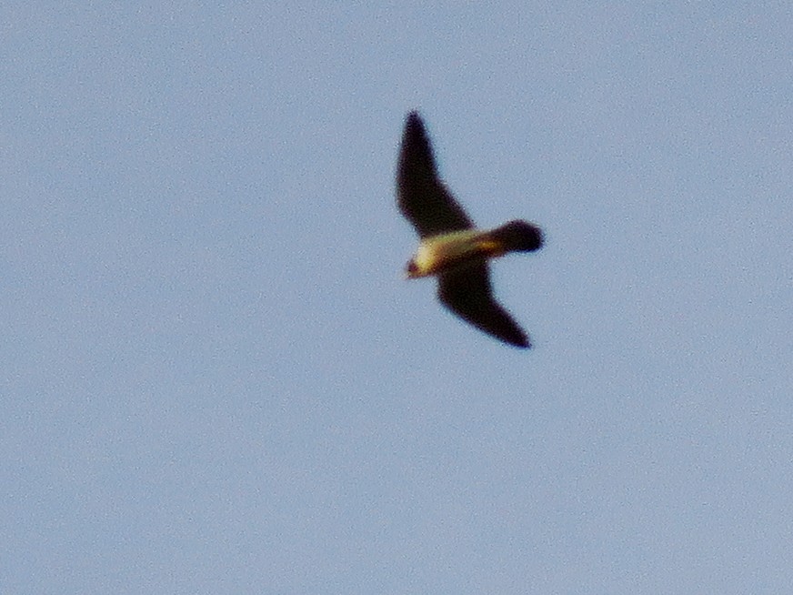 Peregrine Falcon - ML333209571