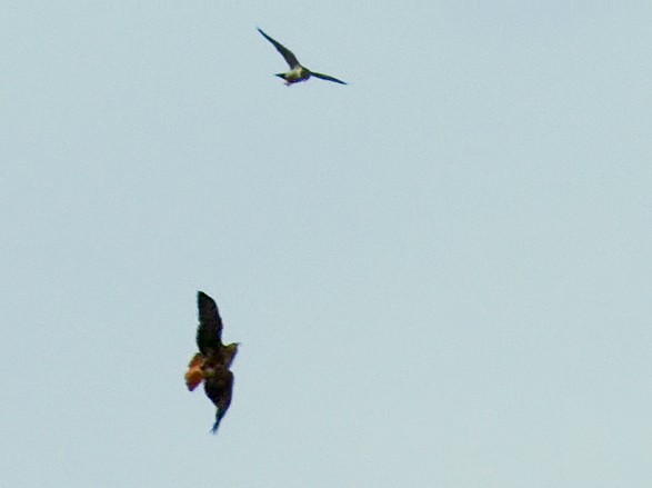 Peregrine Falcon - Diane Drobka