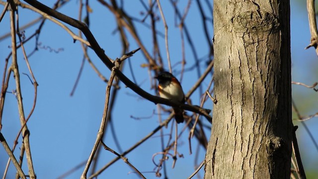 American Redstart - ML333209861