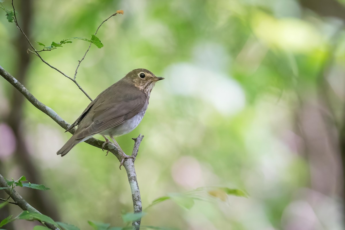 Swainson's Thrush - ML333209981