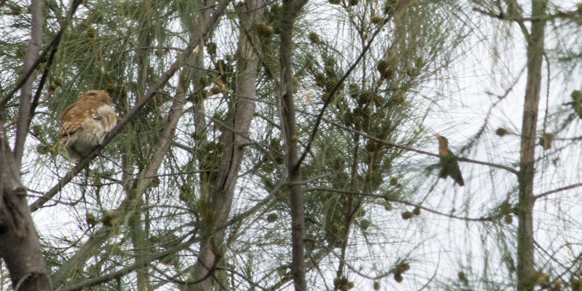 Ferruginous Pygmy-Owl - Cristian Eric  Miranda