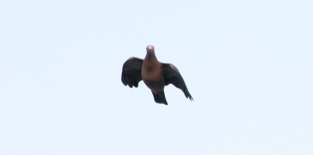 Red-billed Pigeon - Cristian Eric  Miranda