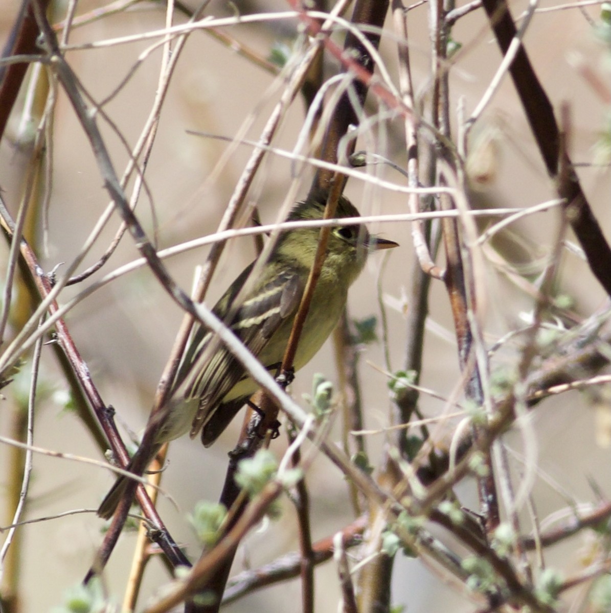 Western Flycatcher (Cordilleran) - ML333211791