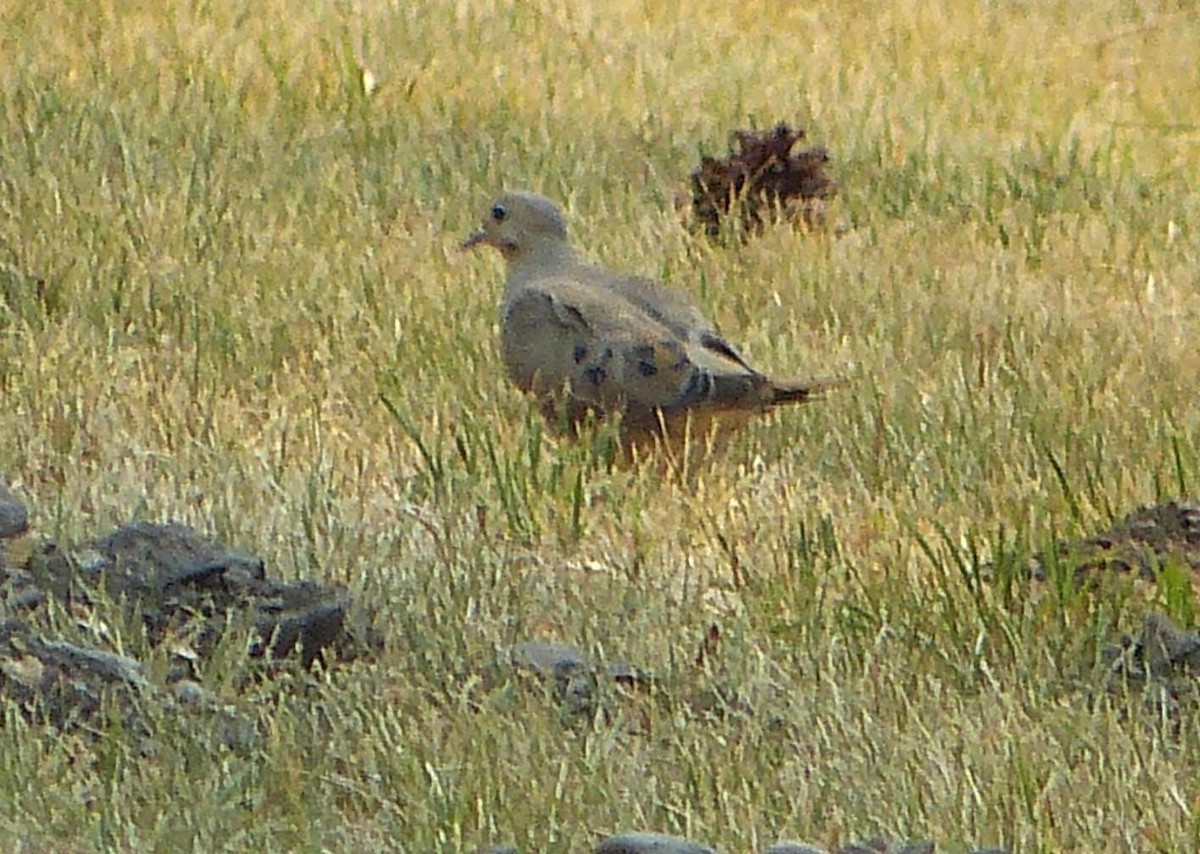 Mourning Dove - ML33321181