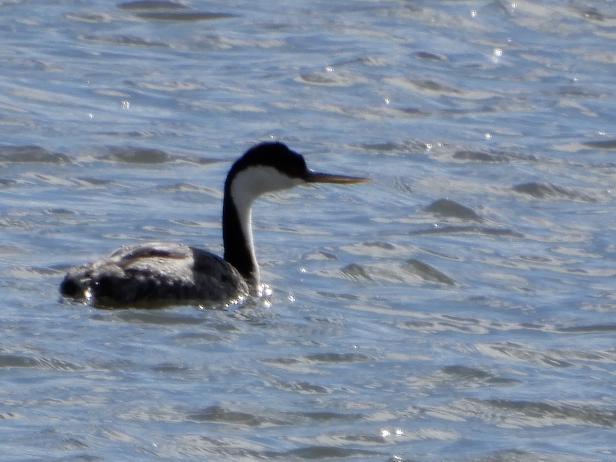 Western Grebe - ML333212551