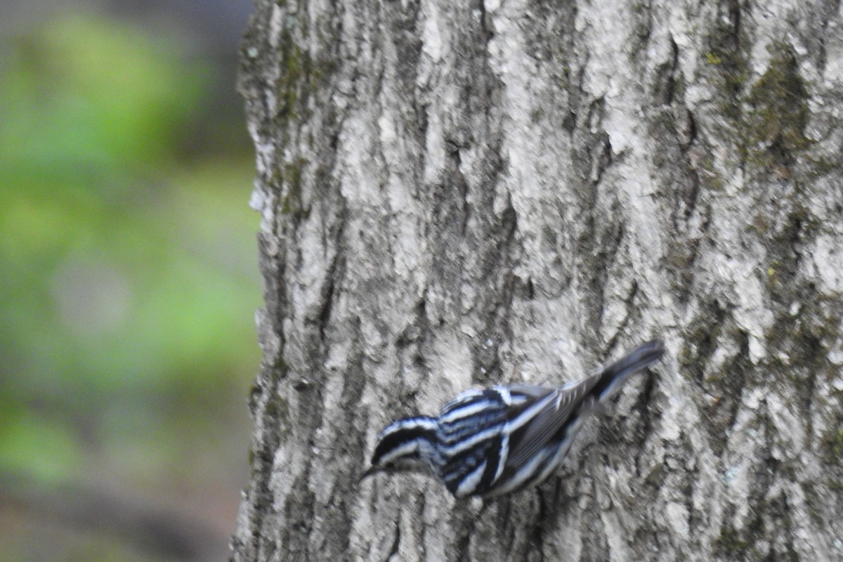 Black-and-white Warbler - ML333213281
