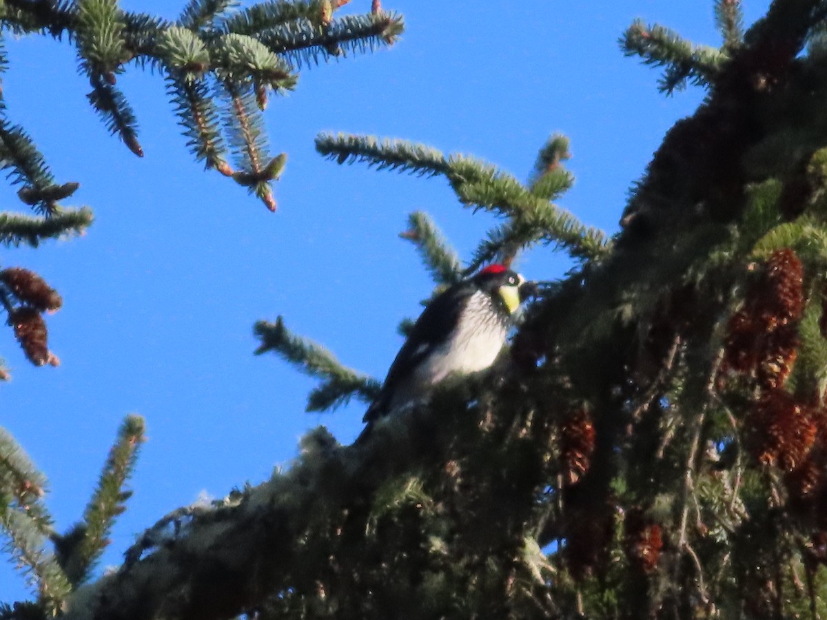 Acorn Woodpecker - evan hayduk