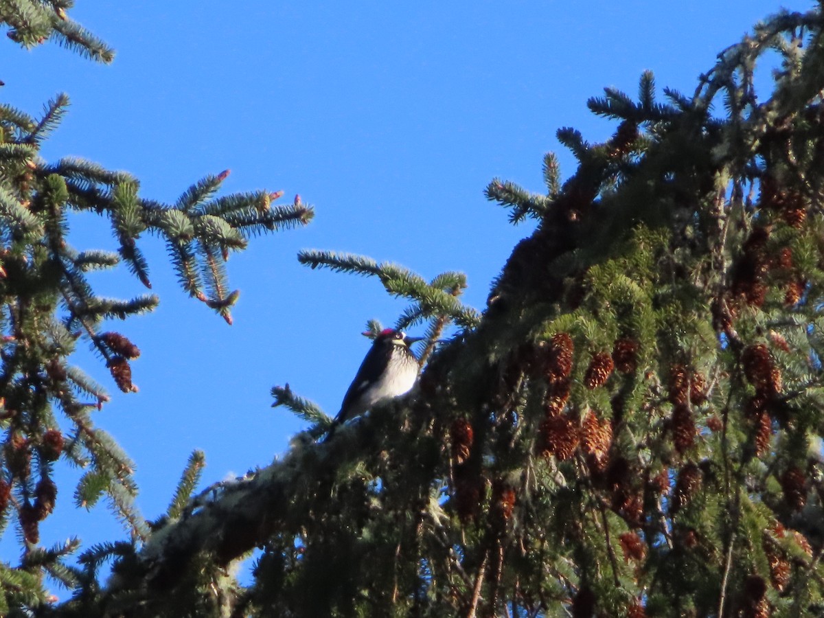 Acorn Woodpecker - ML333214811