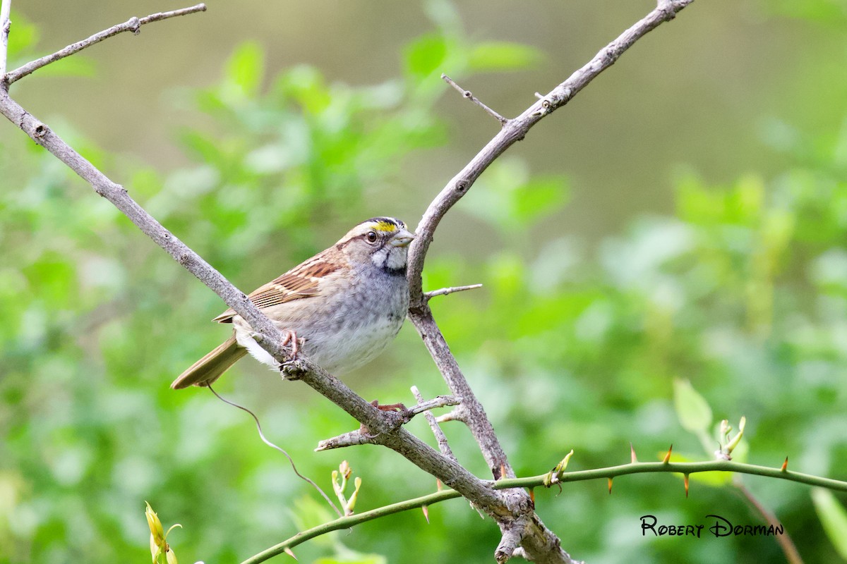 White-throated Sparrow - ML333216901