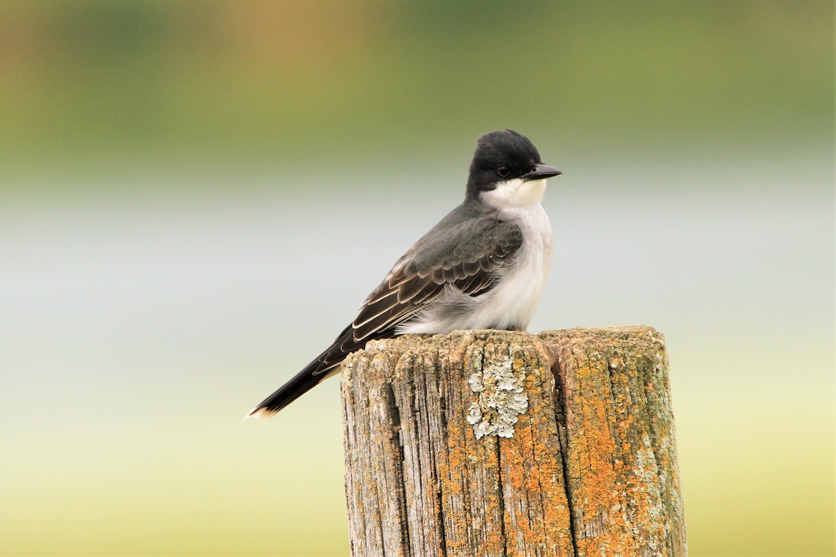 Eastern Kingbird - ML333217151