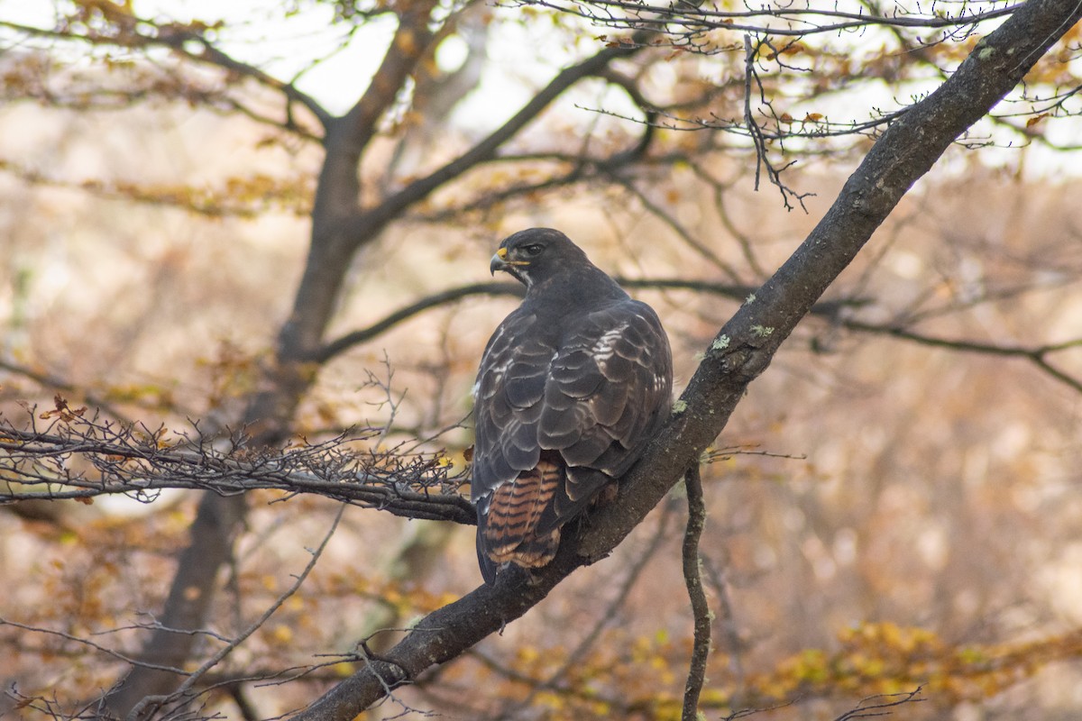 Rufous-tailed Hawk - ML333219861