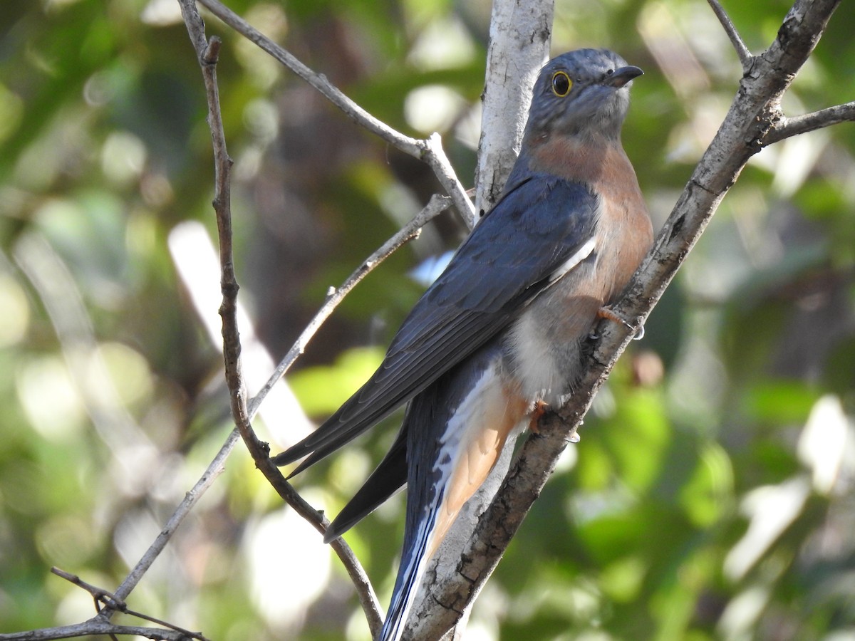 Fan-tailed Cuckoo - ML333220251