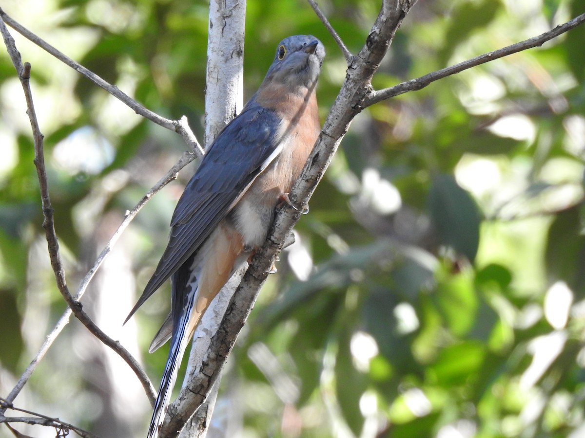 Fan-tailed Cuckoo - ML333220301