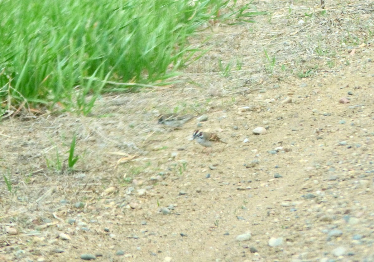 Lark Sparrow - ML333221061