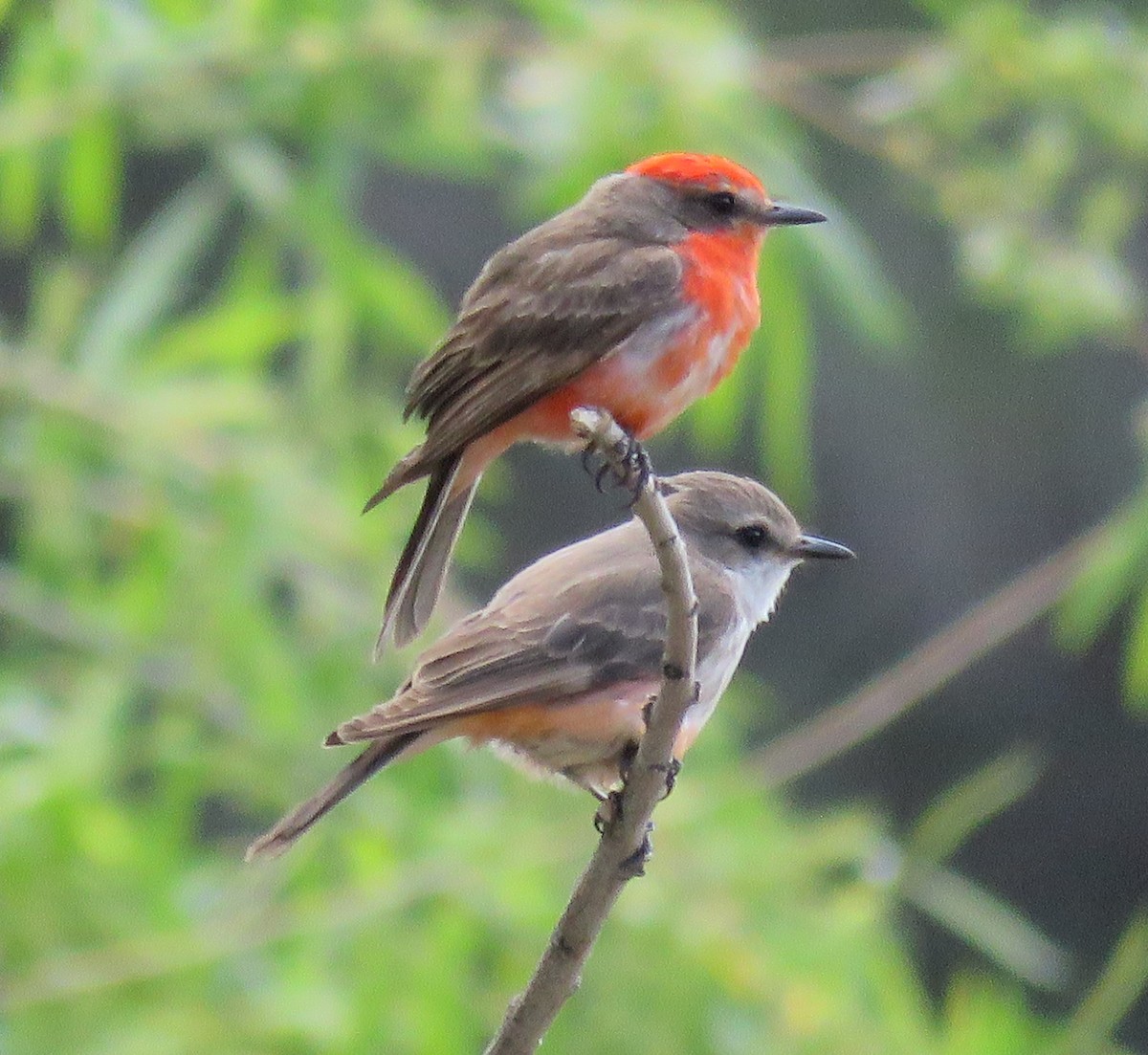 Vermilion Flycatcher - ML333223731