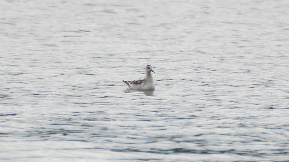 Red Phalarope - ML33322501